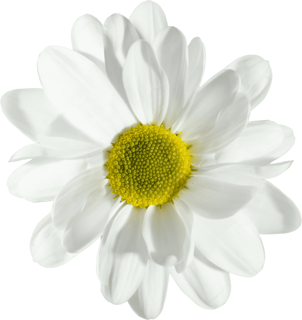 fiore eis